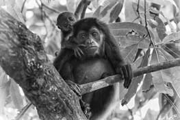 Mother and Child by Jazan Kozma