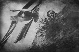 Pigeon in Flight by Jim McKinniss