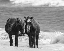Wild Pony Pair by John R. Kuhn, Jr.