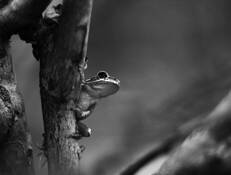 Tree Frog by Justin Ciccarello