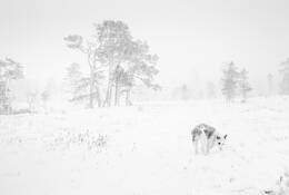 Railey in the Snow by Kim Wagner