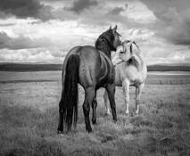 Courting by Marshall Gould