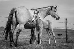 Next Genner by Marshall Gould