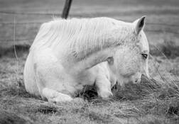 Sleeping Beauty by Marshall Gould