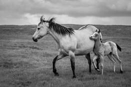 Tucked In by Marshall Gould
