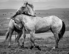 Young Stallions at Play by Marshall Gould