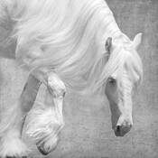 Gypsy Stallion by Mary Aiu