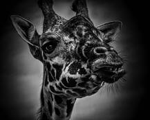 She by Mercelo L. Rodriguez-Puebla