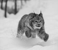 Canadian Lynx by Oliver Klink