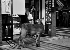 Girl and the Deer by Pak Han