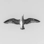 Seagull by Raffaele Mosca