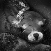 Pup Luv by Scott Hoyle