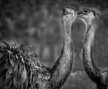 The Secret by Steven Greenbaum