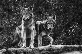 Wolf Pups by Timothy Floyd