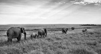Elephants 2 by Tom Rutherford