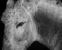 Dominic by William Brennan