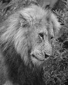 1 Lion by William Bullard