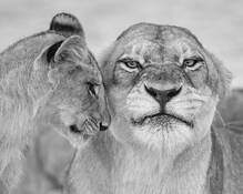 2 Lionness & Cub by William Bullard