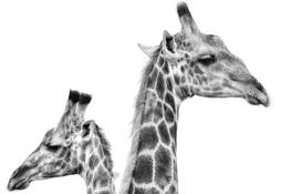 4 Giraffes by William Bullard