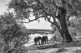 The Dream by Xtina Parks