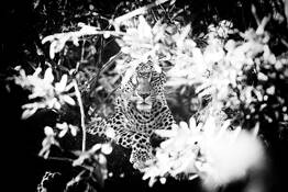 Under the Veil by Xtina Parks