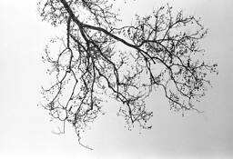 Branches Pattern by Allen H. Reid
