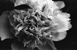 Peony by Anthony Bogucki