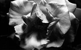 Rose by Anthony Bogucki