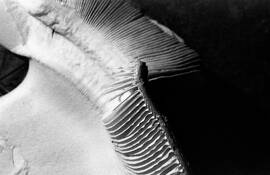Untitled 2 by Anthony Bogucki