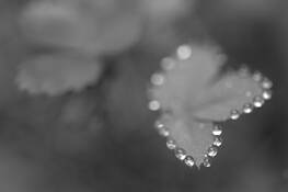 Strawberry Diamonds by Bernard Werner