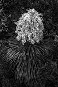 Yucca by Dennis Fritsche