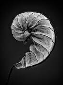 Curled Leaf by Gary Cook