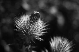 Thistle by Justin Ciccarello