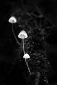 Mushroom 113 by Marc Sheridan