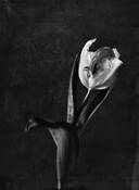 Tulip 2 by Margrieta Jeltema