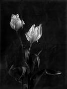 Tulips by Margrieta Jeltema