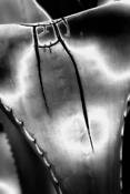 Agave Hieroglyph by Robert Schweibert