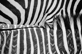 Southwest Zebra by Dolores Smart