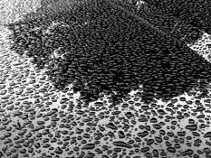 Rain Drops by Jerome H. Kay