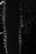 Natures Textures by Robert Anderson