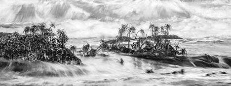 Sea Palms by Victoria Ruderman