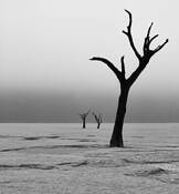 Deadvlei at Dawn by Vita Forlenza