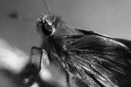 Butterfly by Justin Ciccarello