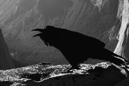 Raven by Justin Ciccarello