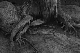 Rocks and Roots by Justin Ciccarello