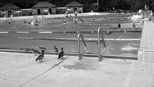 Community Pool by Bil Laschke