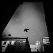 Flight by Heather McAlister