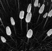 Red Hot Pokers by Van Marcu