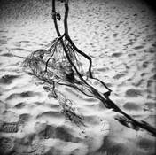 Holding Fast by Arlene Stanger