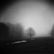 Tree in Fog by Arlene Stanger